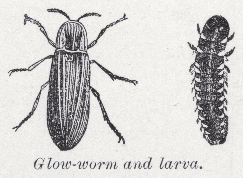 Glödmask och larv (litho) av English School