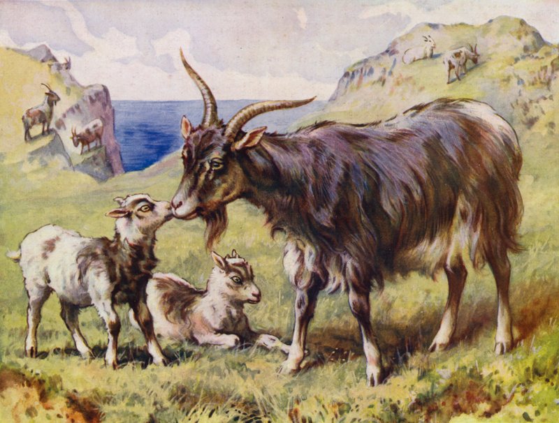 Get och barn (färg litho) av English School