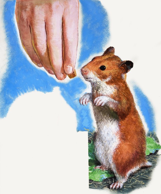 Guldhamster av English School
