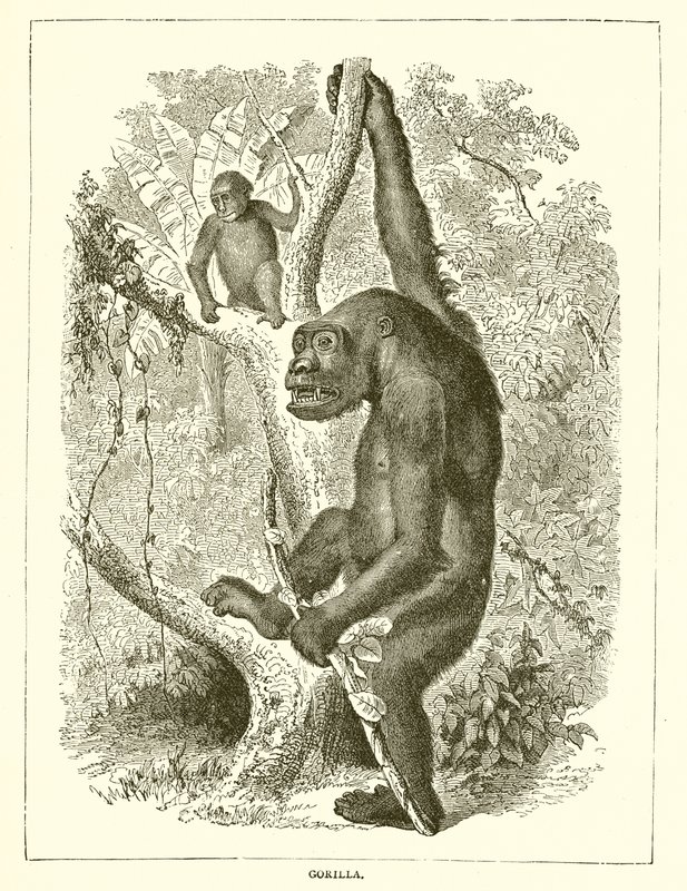 Gorilla av English School