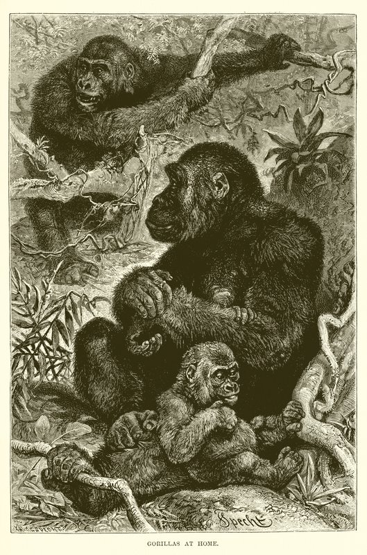 Gorillor hemma av English School