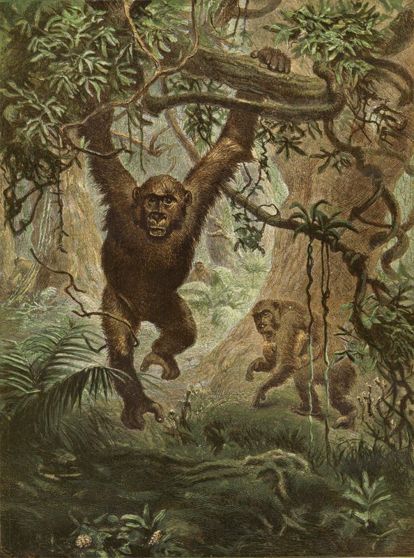 Gorillor hemma av English School