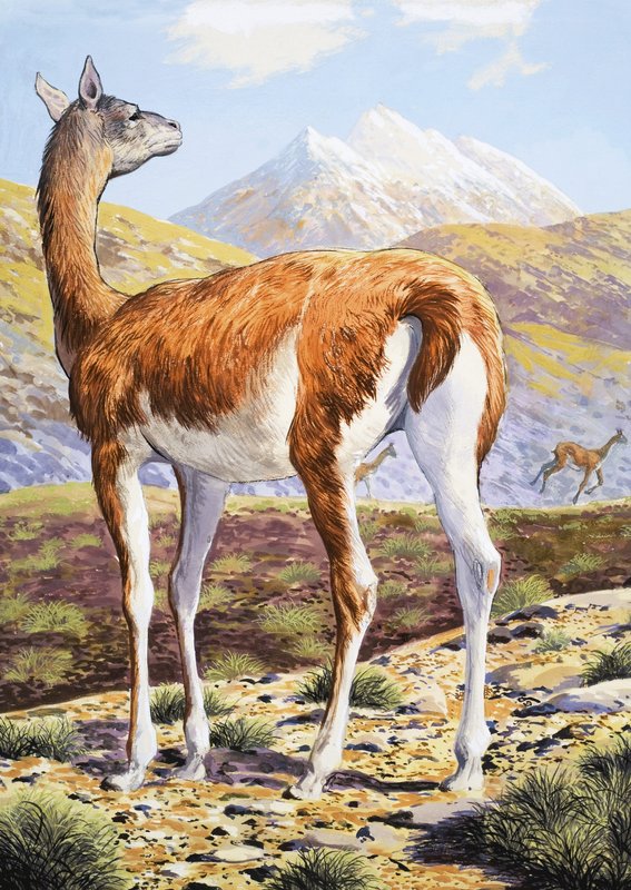 Graciösa Guanacos av English School