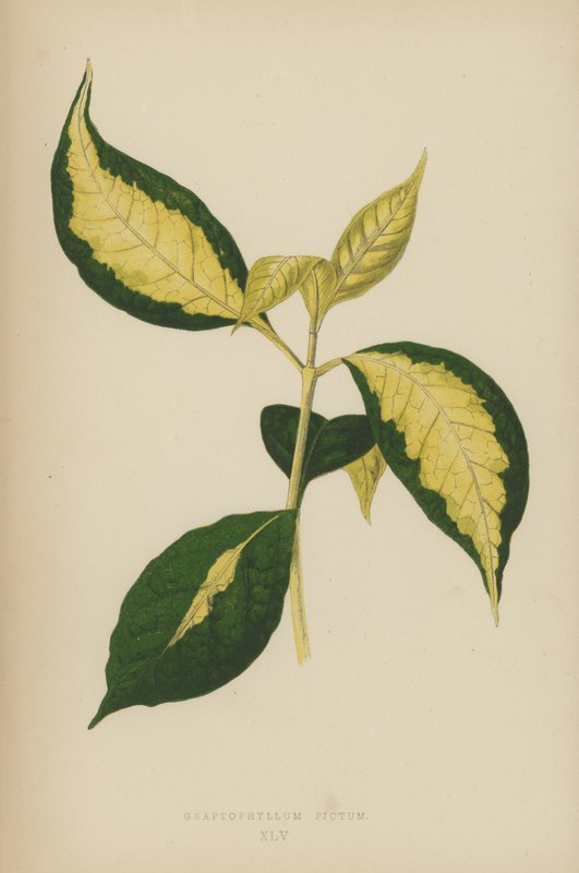 Graptophyllum Pictum av English School