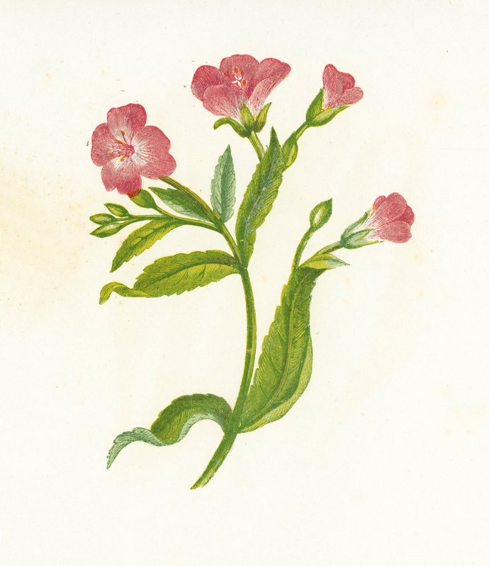 Stor hårig pilört, Epilobium Hirsutum av English School