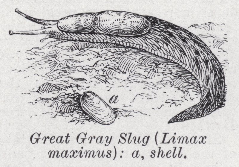 Stor grå snigel, Limax maximus (litho) av English School
