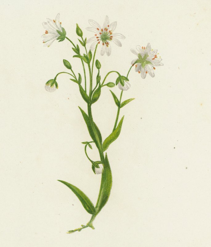 Stor strätta, Stellaria Holostea (färglitografi) av English School