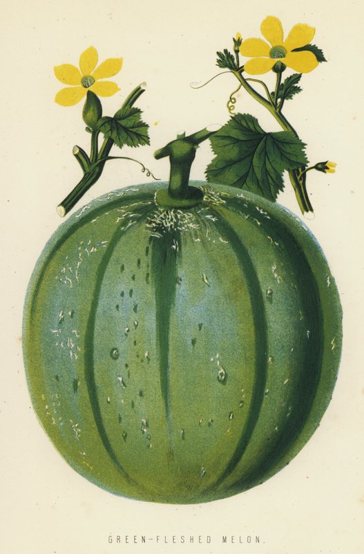 Grönkött melon av English School