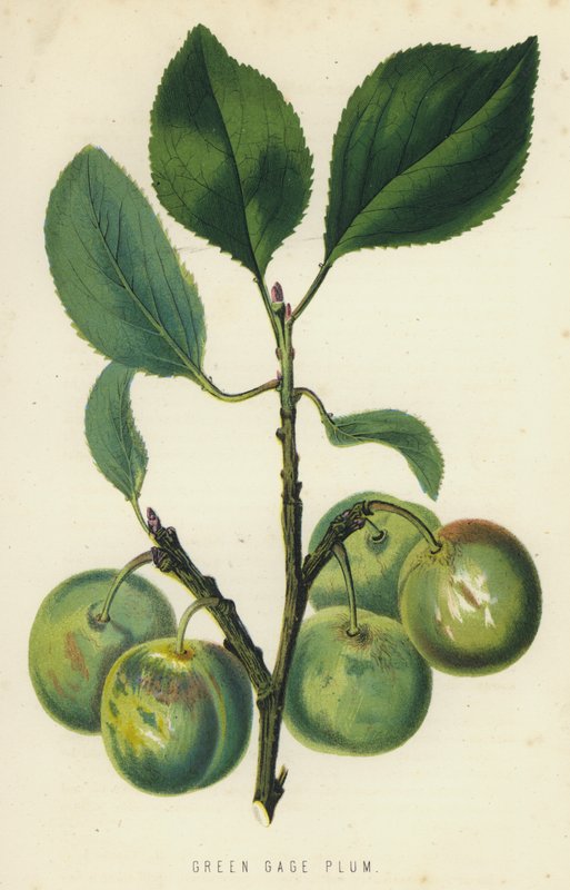 Green Gage Plum av English School