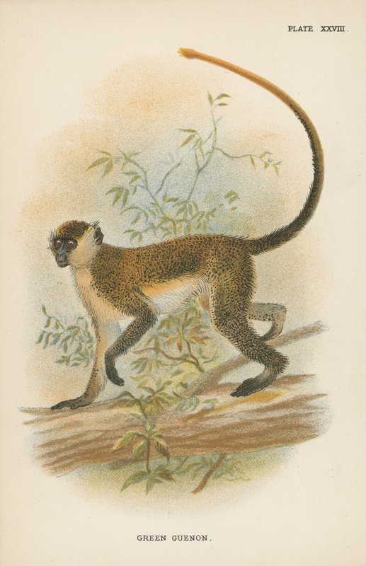 Grön Guenon av English School