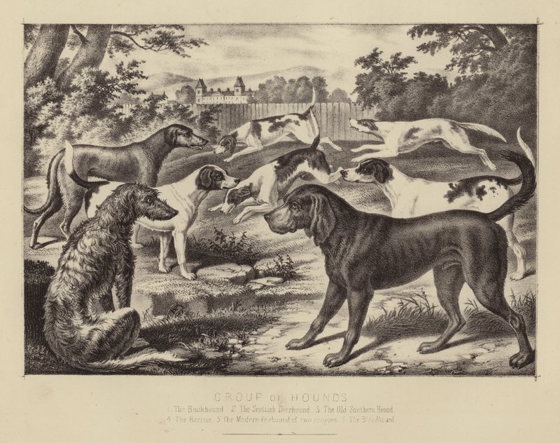 Grupp av hundar (färg litho) av English School