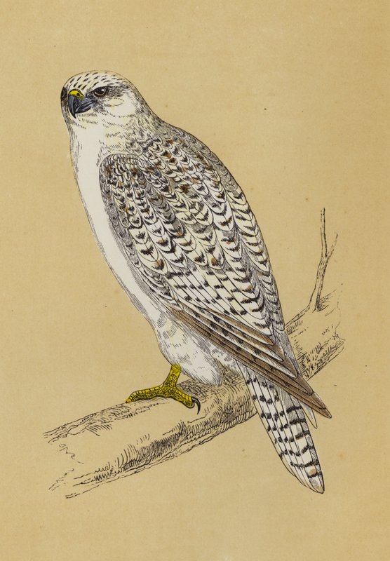 Gyr-Falcon (färg litho) av English School