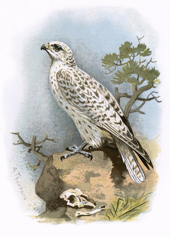 Gyr-Falconswed av English School