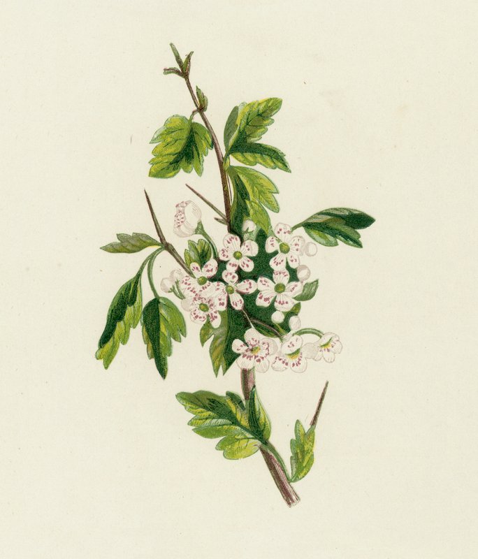 Hagtorn, Crataegus Oxyacantha av English School