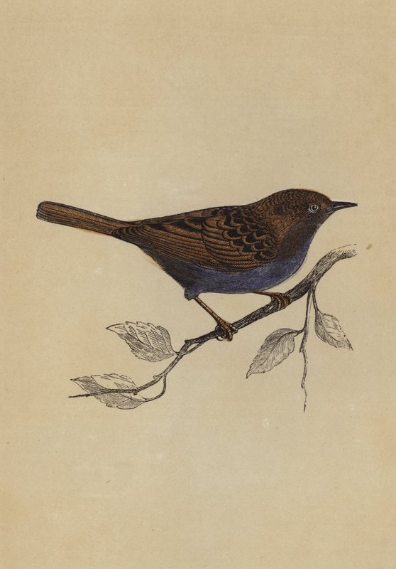 Hedge Sparrow (färg litho) av English School