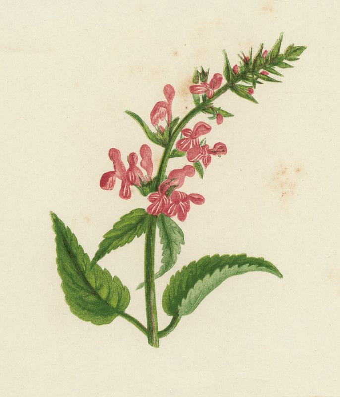 Häckvicker, Stachys Sylvatica (färglitografi) av English School