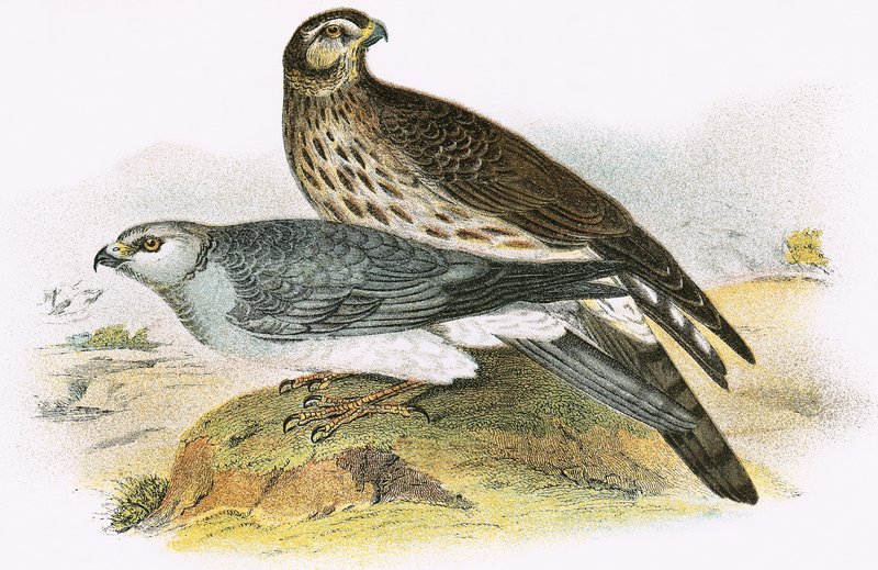 Hen Harrier av English School