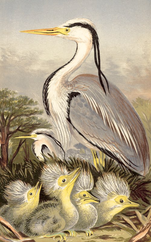 Häger och unge (chromolitho) av English School