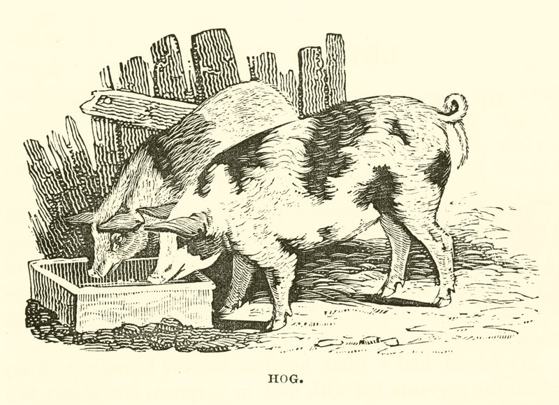 Hog (gravyr) av English School