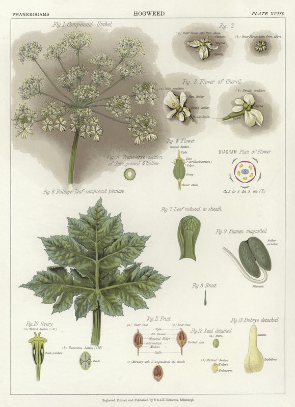 Hogweed av English School