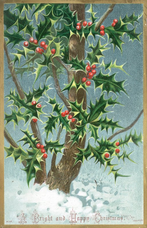 Holly Tree, julkort av English School
