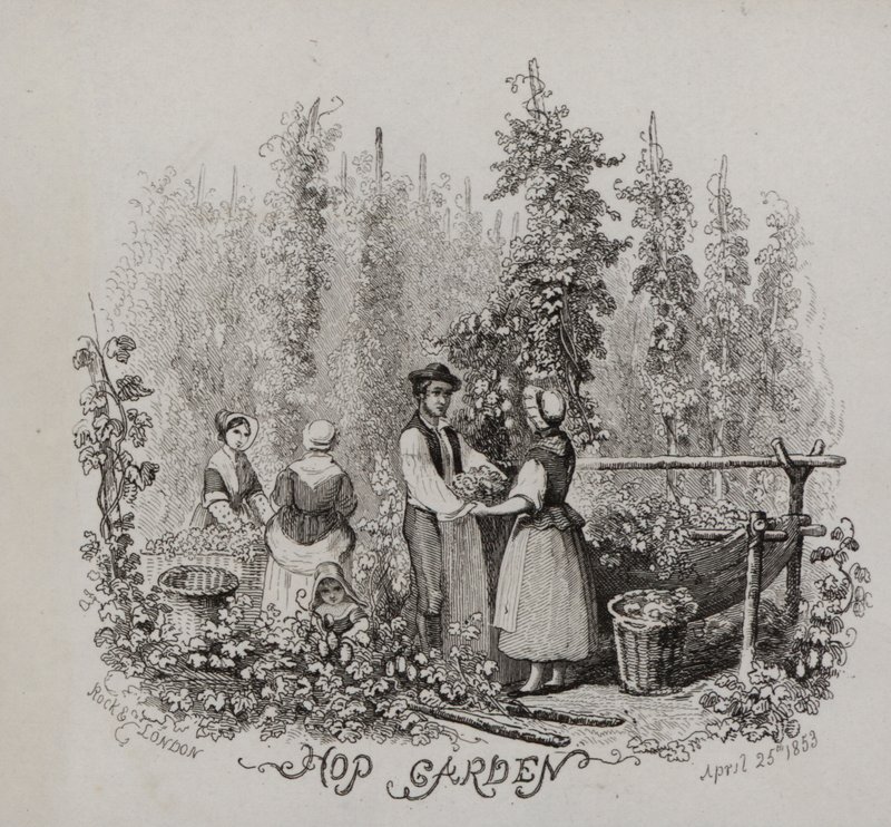 Humleträdgård (gravyr) av English School