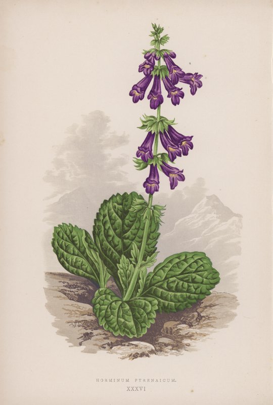 Pyrenaicum Horminum (färg litho) av English School