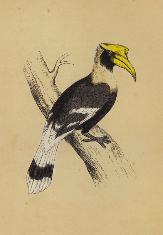 Näshornsfågel (färg litho) av English School