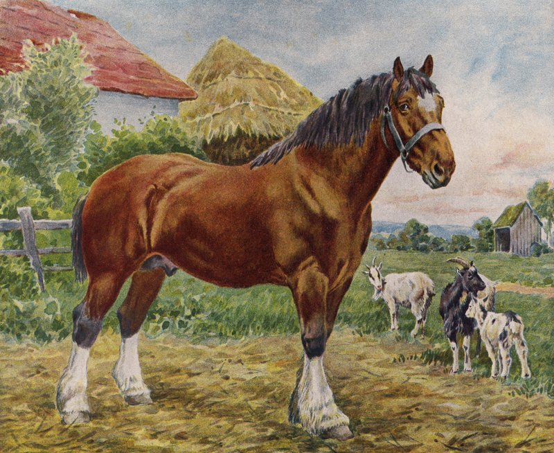 Häst och getter (färg litho) av English School