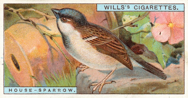 Hus-Sparrow av English School