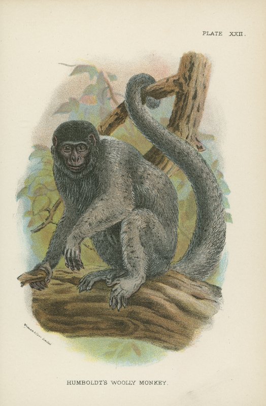 Humboldts Woolly Monkey av English School