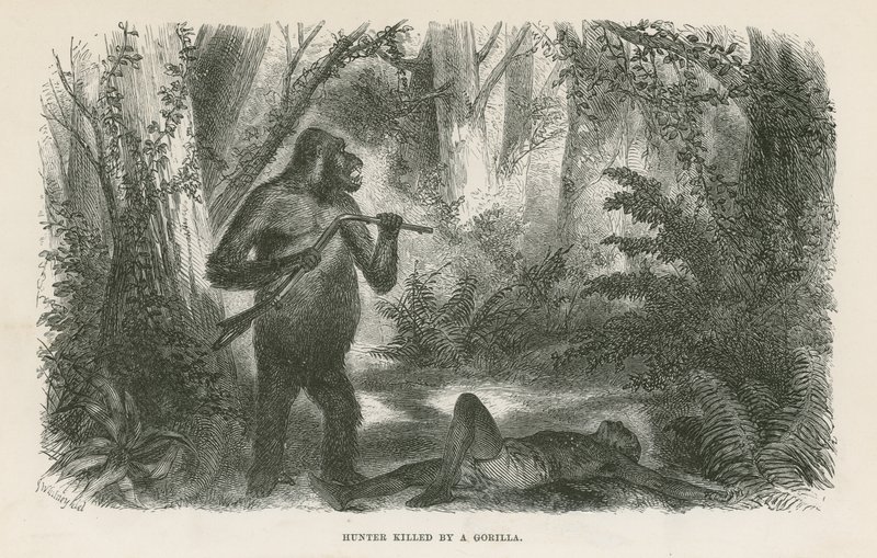 Jägare dödad av gorilla av English School