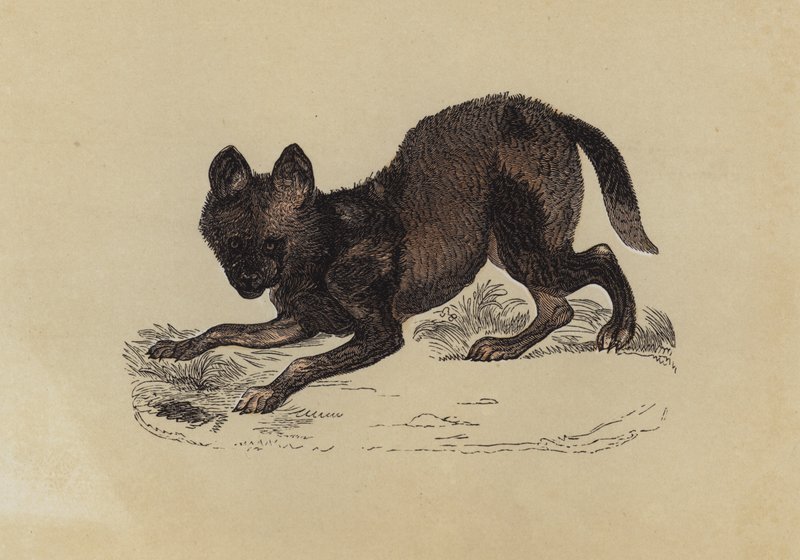 Hyaena Dog (färg litho) av English School