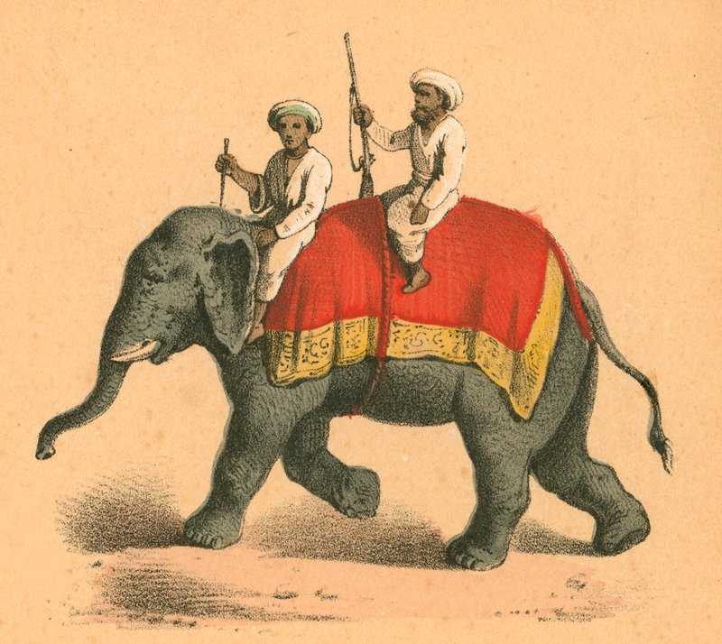 Indianer på en elefant av English School