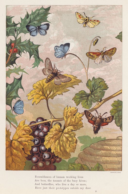 Insekter (färglitografi) av English School