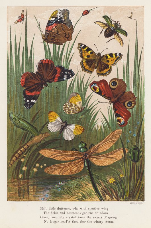 Insekter (färglitografi) av English School