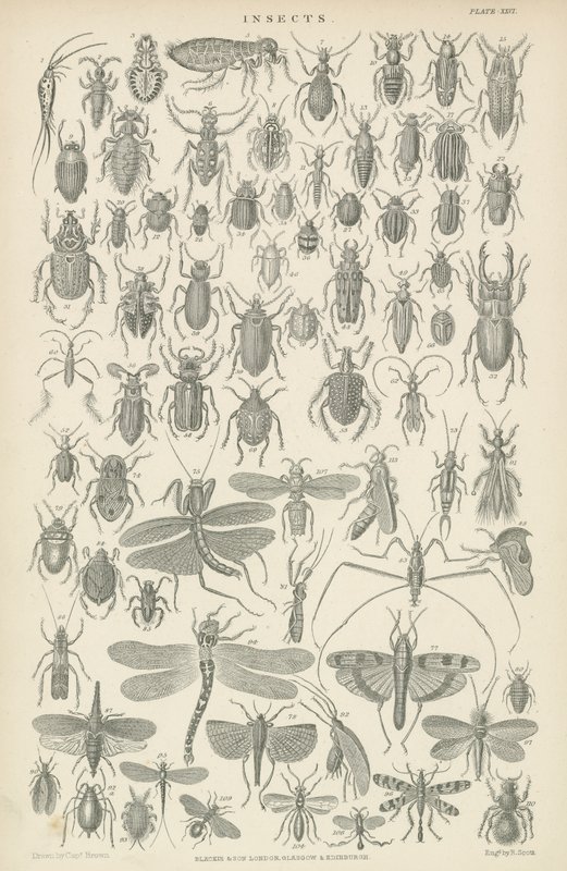 Insekter (gravyr) av English School