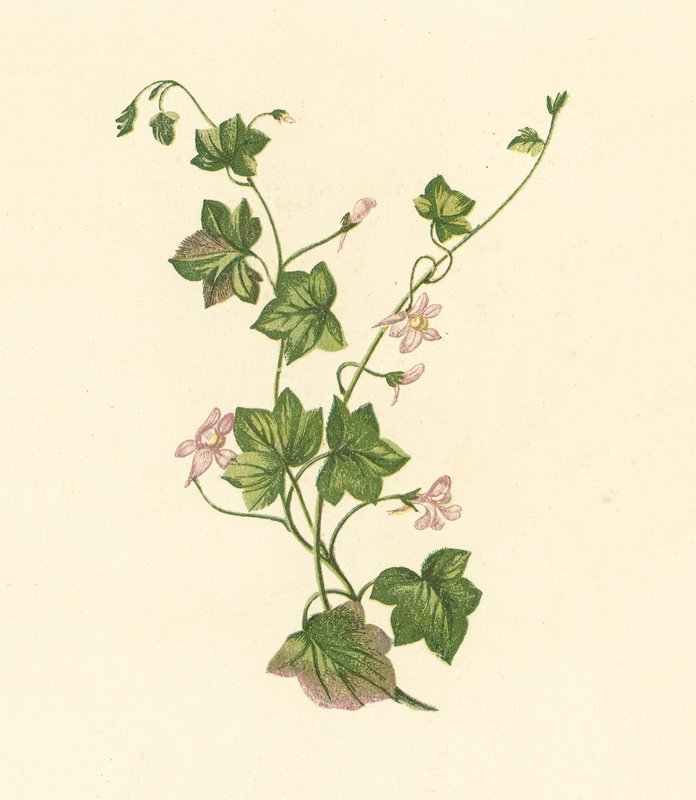 Ivy-Leaved Toadflax, Linaria Cymbalaria (färglitografi) av English School