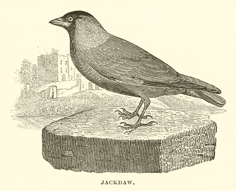 Jackdaw (gravyr) av English School