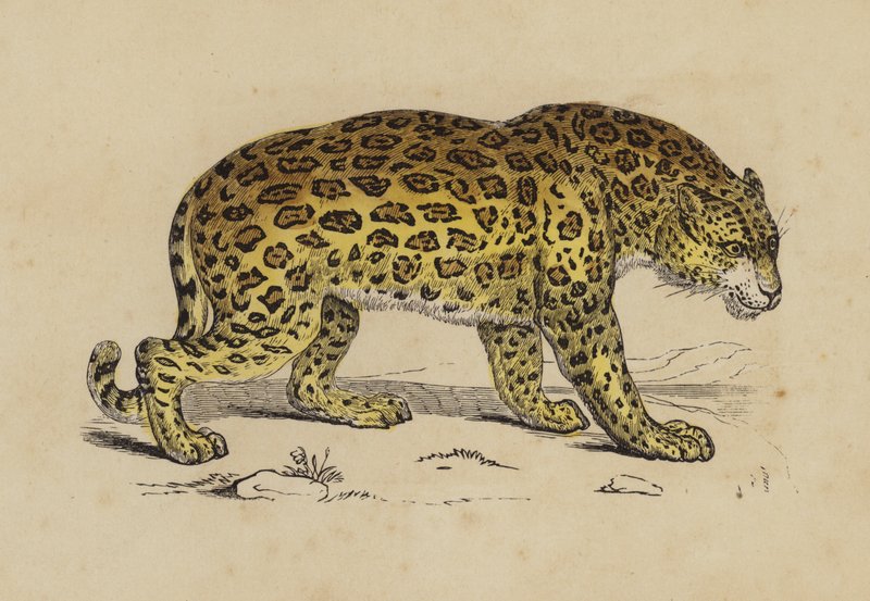 Jaguar (färg litho) av English School
