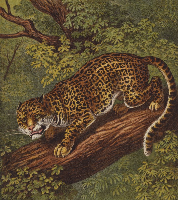 Jaguar (färg litho) av English School