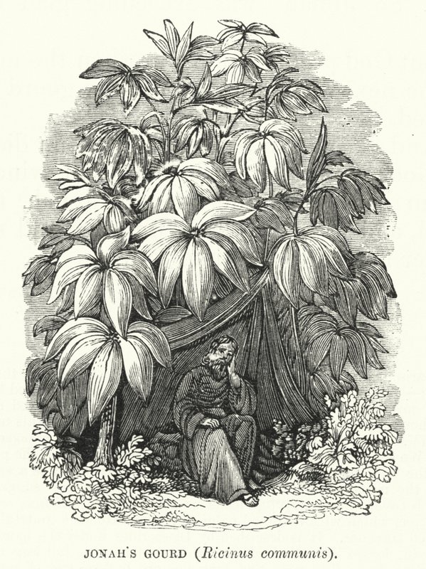 Jonas kalebass, Ricinus communis (gravyr) av English School