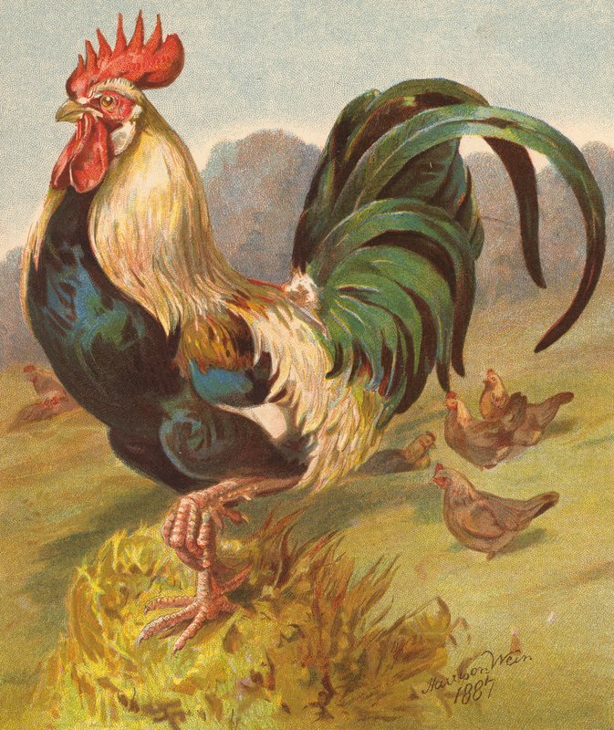 King of the Poultry Yard (färglitografi) av English School