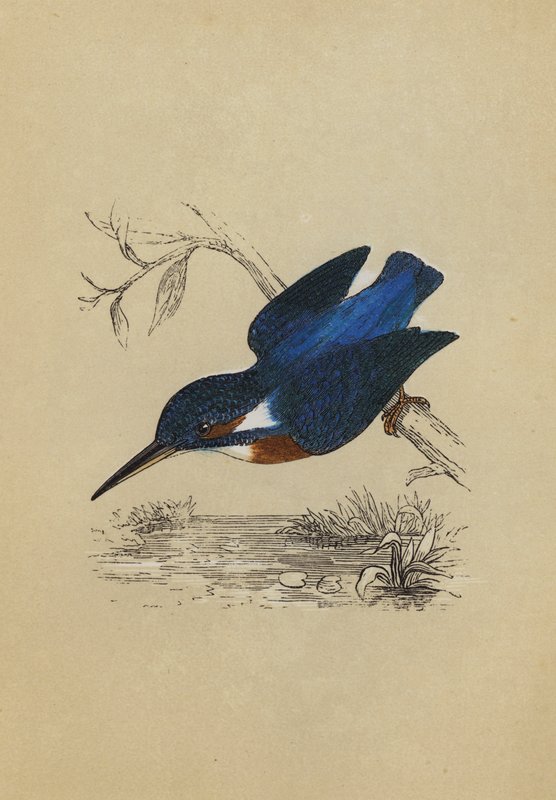 Kingfisher (färglitografi) av English School