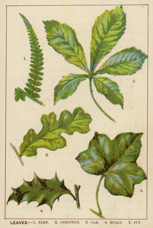 Blad (färglitografi) av English School
