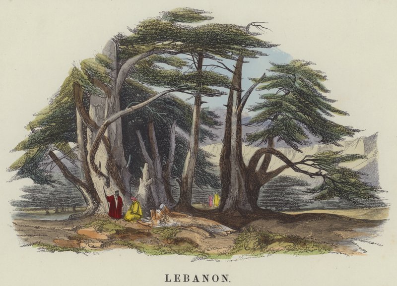 Libanon (färgad gravyr) av English School