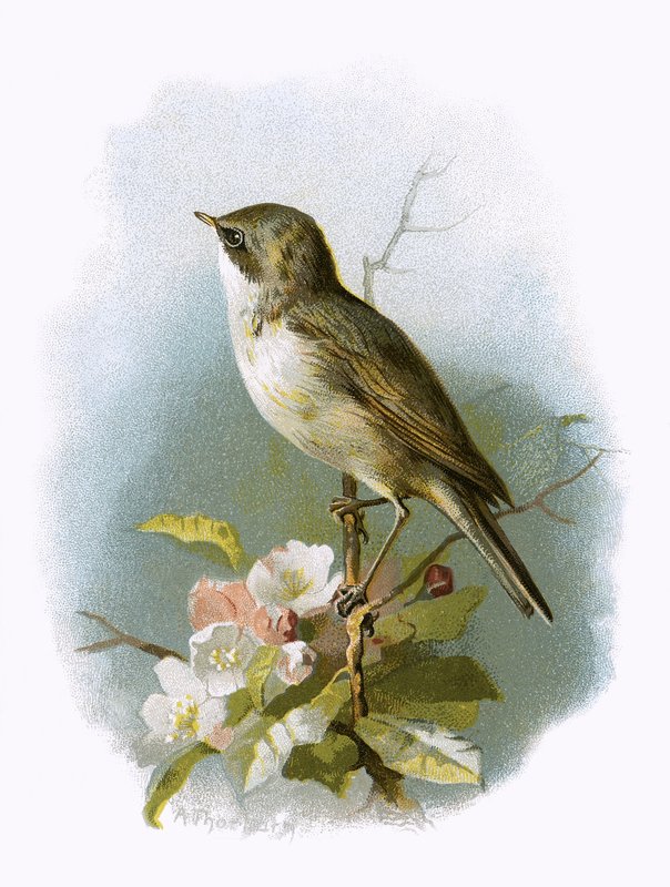 Lesser Whitethroat av English School
