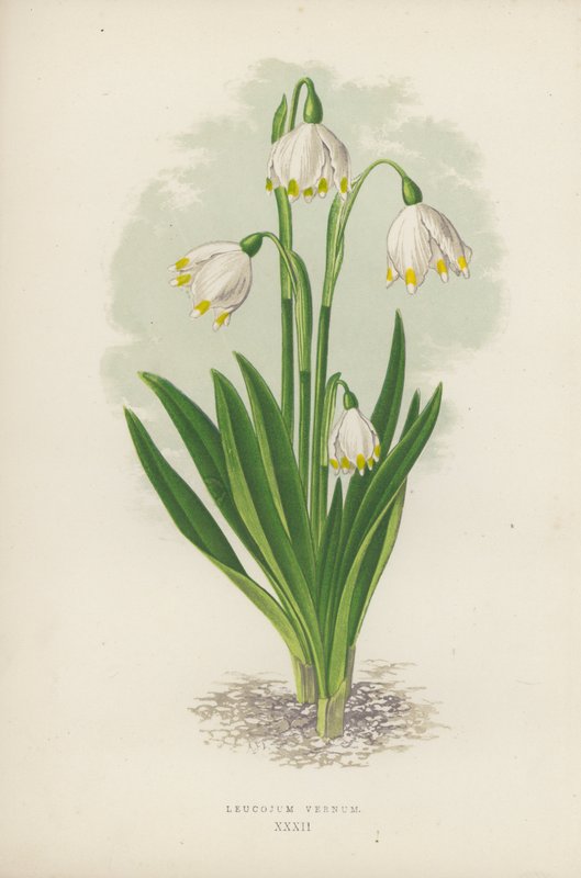 Leucojum Vernum (färg litho) av English School