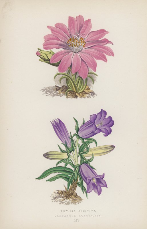 Lewisia Rediviva; Campanula Longifolia (färg litho) av English School