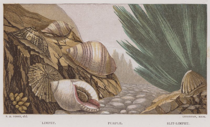 Limpet, Lila, Slit-Limpet (färg litho) av English School